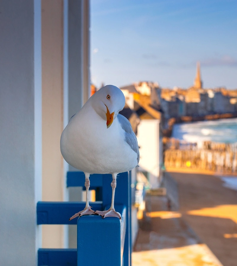 seagull boat dock deterrent